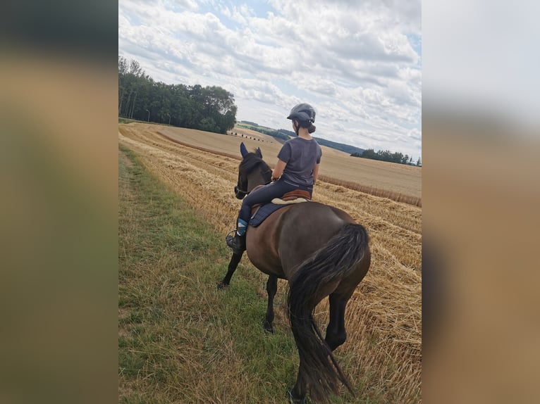 Noriker Mix Mare 16 years 15,3 hh Black in Arnstorf