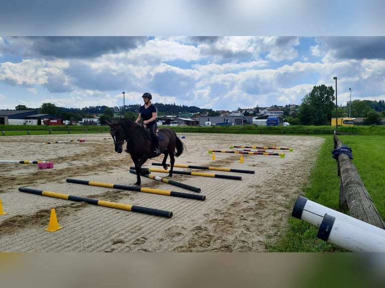 Noriker Mix Mare 16 years 15,3 hh Black in Arnstorf