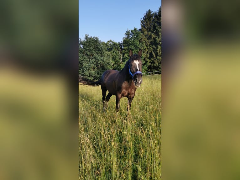 Noriker Mix Mare 16 years 15,3 hh Black in Arnstorf