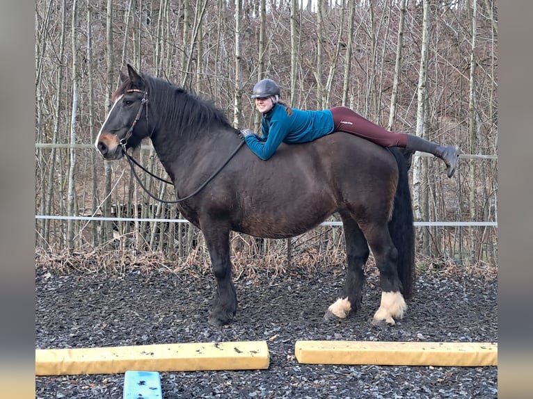Noriker Mare 16 years 15,2 hh Bay-Dark in Bayerbach