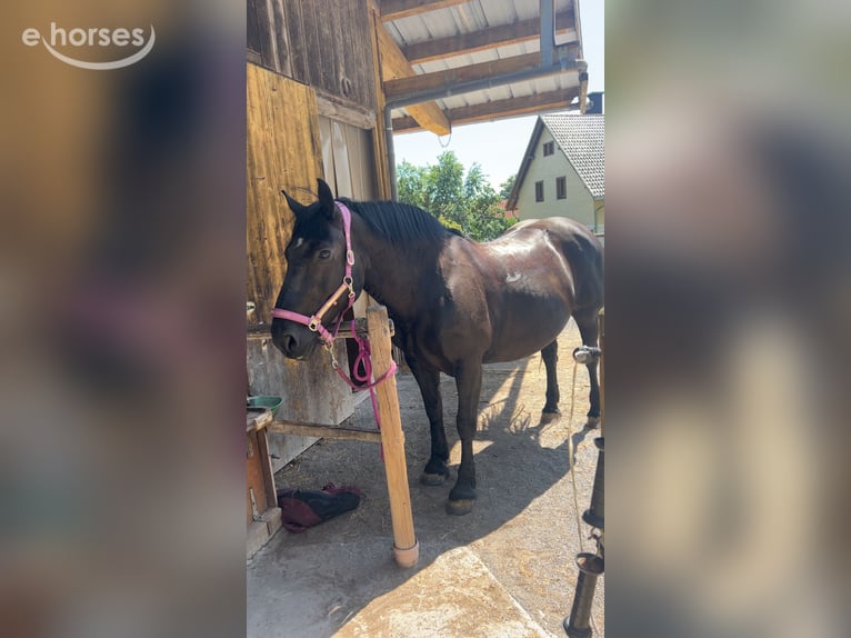 Noriker Mare 16 years 16.1 hh Black in Höchenschwand
