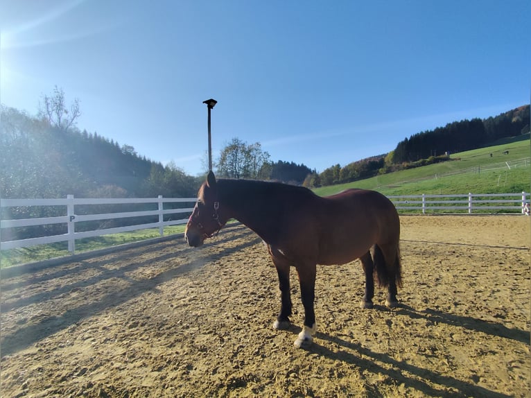 Noriker Mare 17 years 15,3 hh Chestnut-Red in Haslau