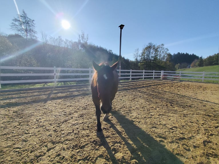 Noriker Mare 17 years 15,3 hh Chestnut-Red in Haslau