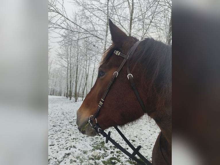 Noriker Mare 17 years 15,3 hh Chestnut-Red in Haslau