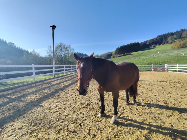 Noriker Mare 17 years 15,3 hh Chestnut-Red in Haslau