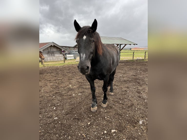 Noriker Mare 17 years 15,3 hh Black in WallgauWallgau