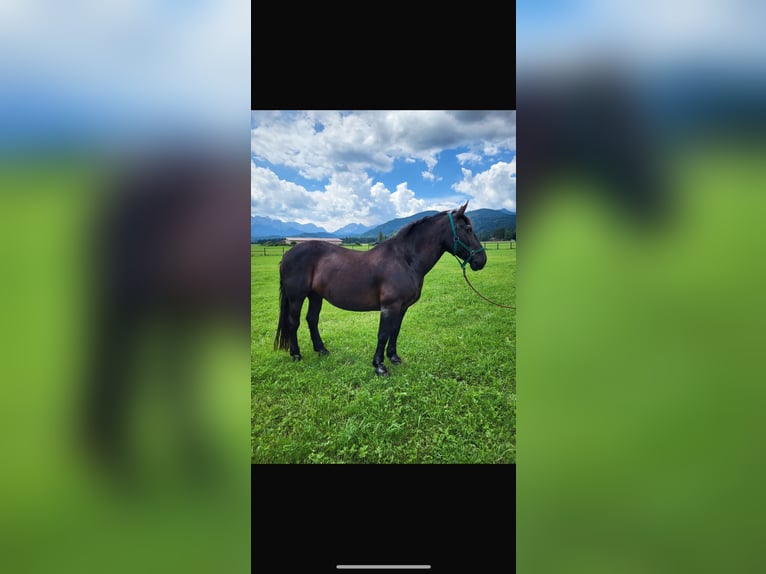 Noriker Mare 17 years 15,3 hh Black in WallgauWallgau