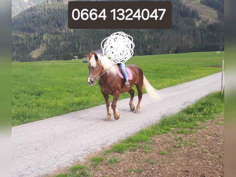 Noriker Mare 17 years 16 hh Chestnut-Red in Obertilliach