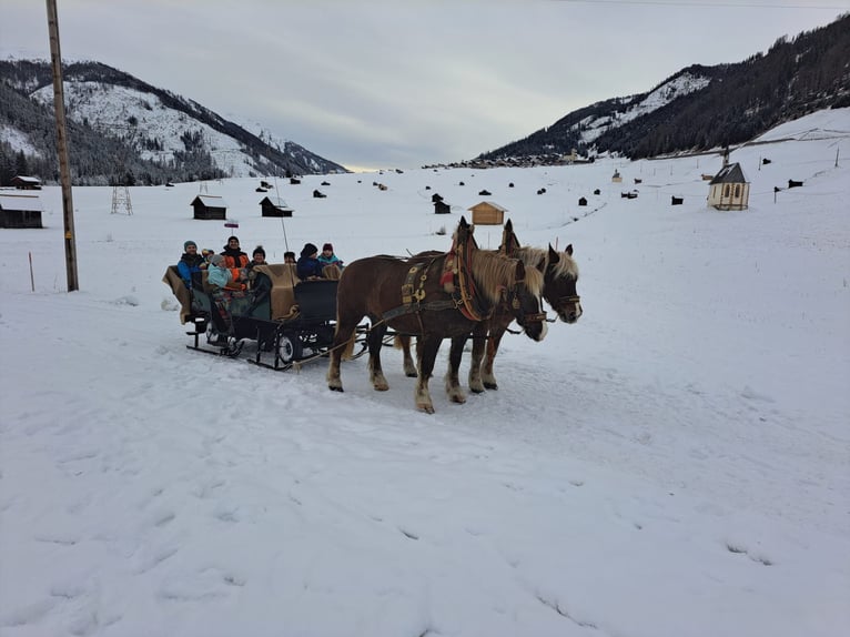 Noriker Mare 17 years 16 hh Chestnut-Red in Obertilliach