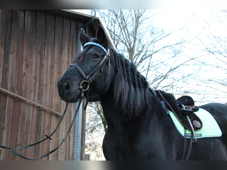 Noriker Mare 17 years Bay-Dark in Owingen