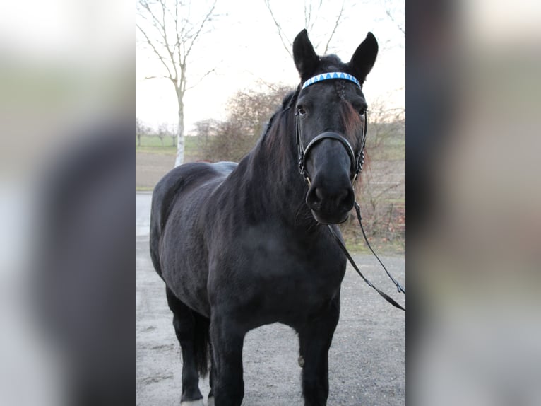 Noriker Mare 17 years Bay-Dark in Owingen