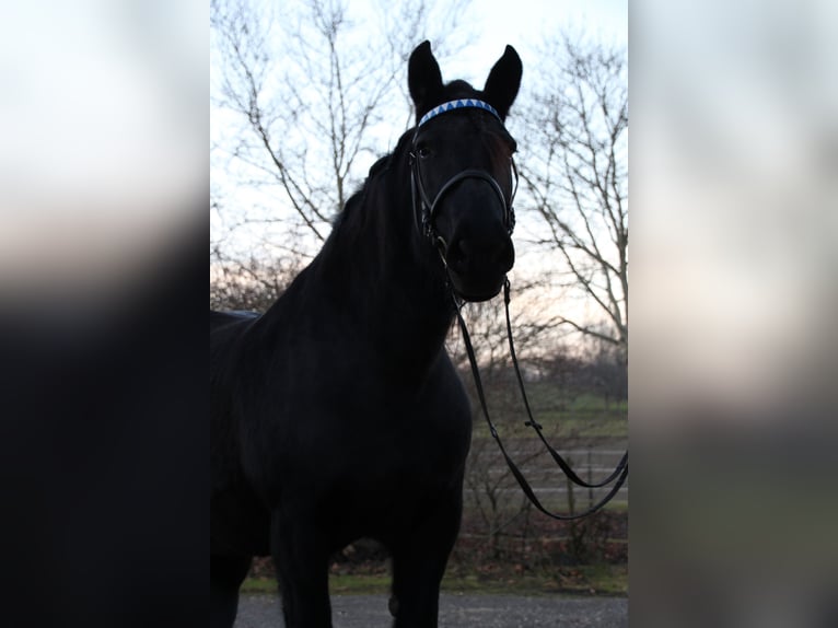 Noriker Mare 17 years Bay-Dark in Owingen