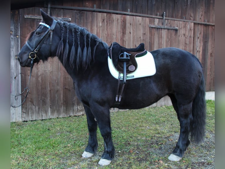 Noriker Mare 17 years Bay-Dark in Owingen