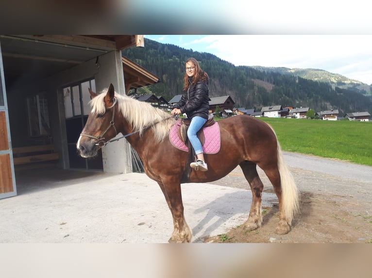 Noriker Mare 17 years in Obertilliach