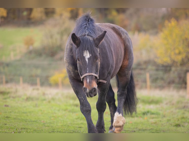 Noriker Mare 18 years 15.3 hh Smoky-Black in Much