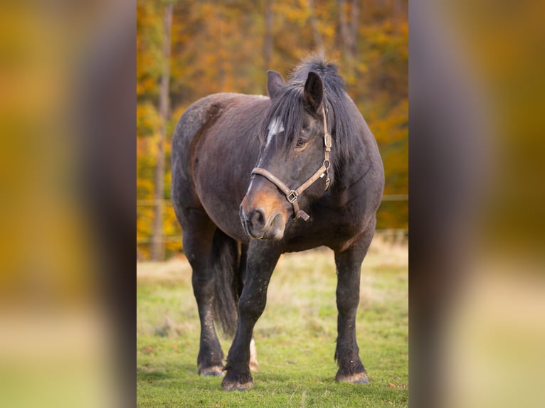Noriker Mare 18 years 15.3 hh Smoky-Black in Much