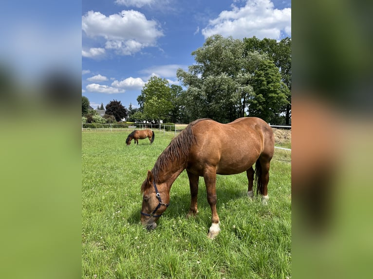 Noriker Mare 18 years 16 hh Chestnut-Red in Hoyerswerda