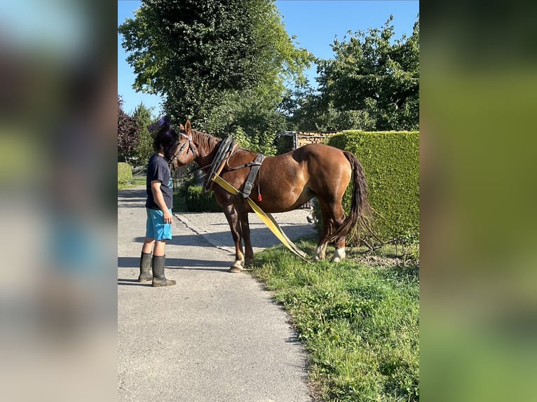 Noriker Mare 18 years 16 hh Chestnut-Red in Hoyerswerda
