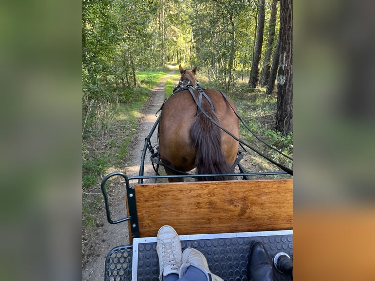 Noriker Mare 18 years 16 hh Chestnut-Red in Hoyerswerda