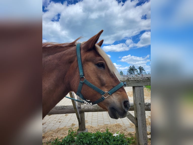 Noriker Mare 19 years 15,2 hh Chestnut in St.Blasien