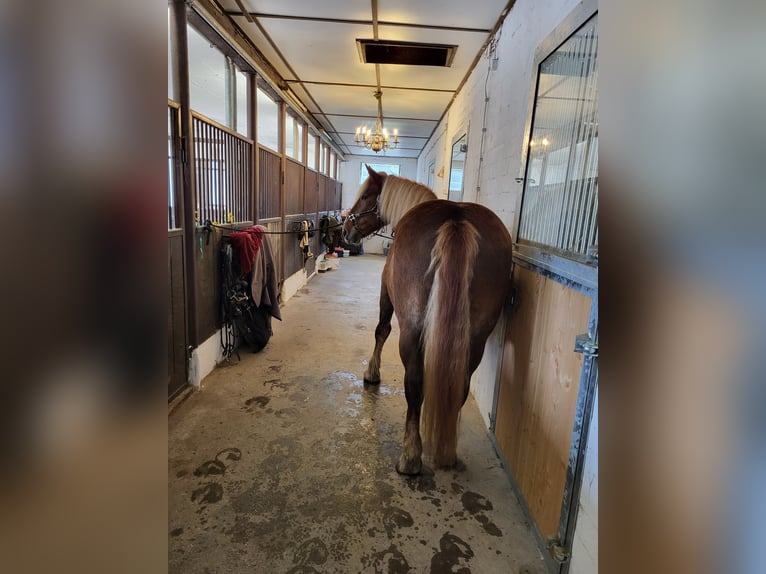 Noriker Mare 19 years 15,2 hh Chestnut in St.Blasien