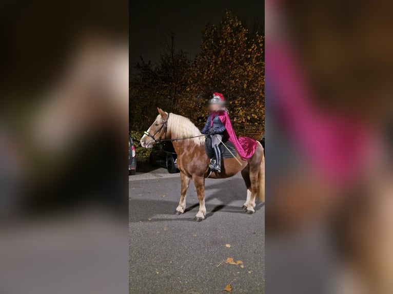 Noriker Mare 19 years 15,2 hh Chestnut-Red in Bodenheim