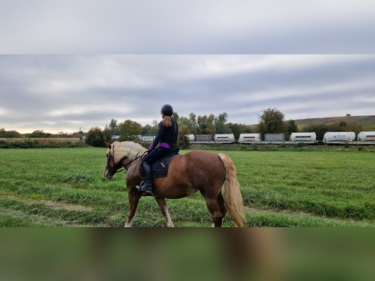 Noriker Mare 19 years 15,2 hh Chestnut-Red in Bodenheim