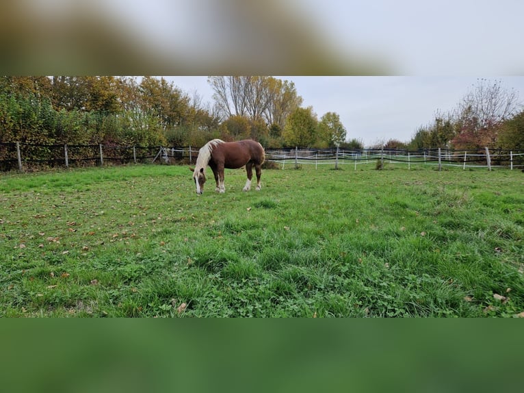 Noriker Mare 19 years 15,2 hh Chestnut-Red in Bodenheim