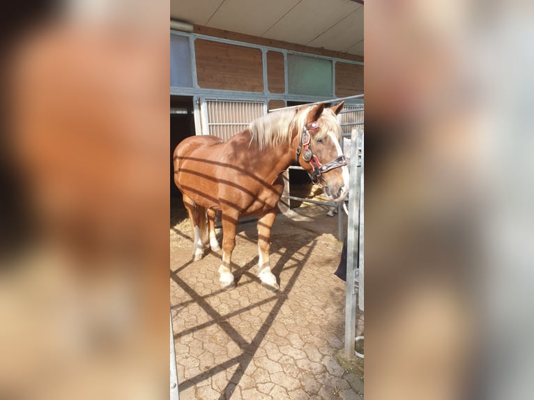 Noriker Mare 19 years 15,2 hh Chestnut-Red in Bodenheim