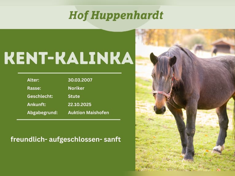 Noriker Mare 19 years 15,2 hh Smoky-Black in Much