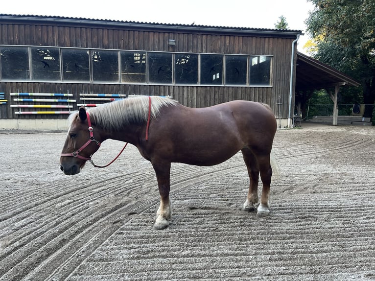 Noriker Mare 19 years 15,3 hh Chestnut-Red in Wien, Leopoldstadt