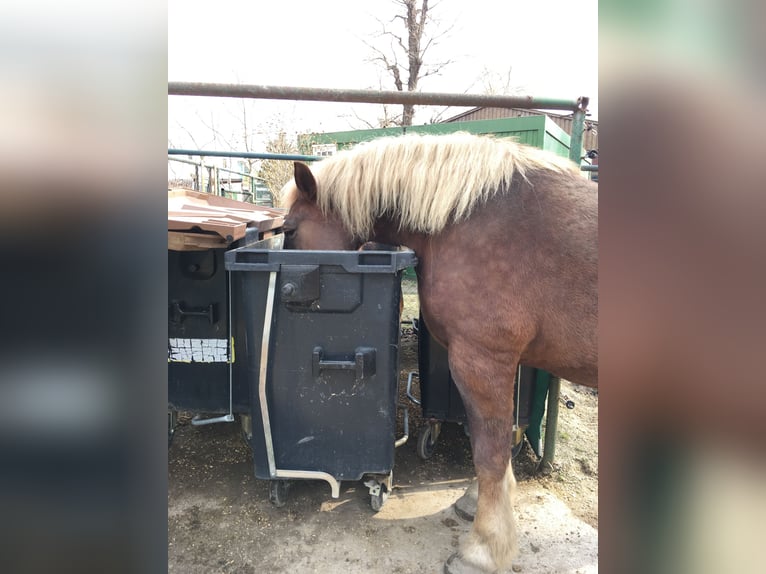 Noriker Mare 19 years 15,3 hh Chestnut-Red in Wien, Leopoldstadt