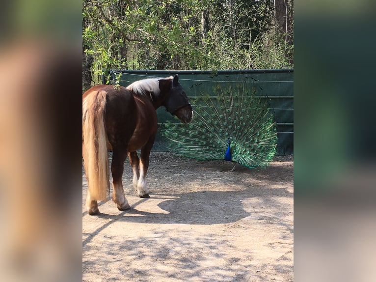 Noriker Mare 19 years 15,3 hh Chestnut-Red in Wien, Leopoldstadt