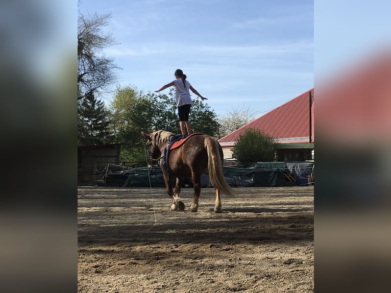 Noriker Mare 19 years 15,3 hh Chestnut-Red in Wien, Leopoldstadt