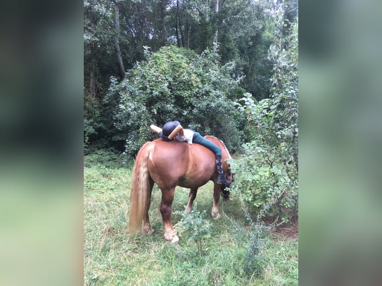 Noriker Mare 19 years 15,3 hh Chestnut-Red in Wien, Leopoldstadt