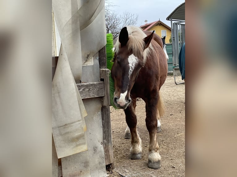 Noriker Mare 19 years 15,3 hh Chestnut-Red in Wien, Leopoldstadt
