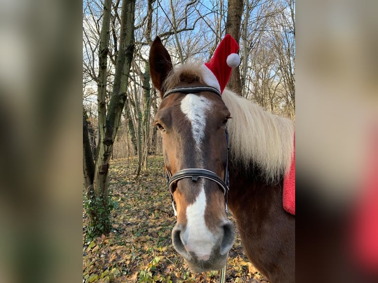 Noriker Mare 19 years 15,3 hh Chestnut-Red in Wien, Leopoldstadt