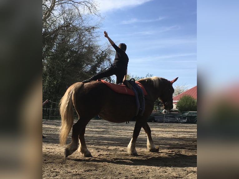 Noriker Mare 19 years 15,3 hh Chestnut-Red in Wien, Leopoldstadt