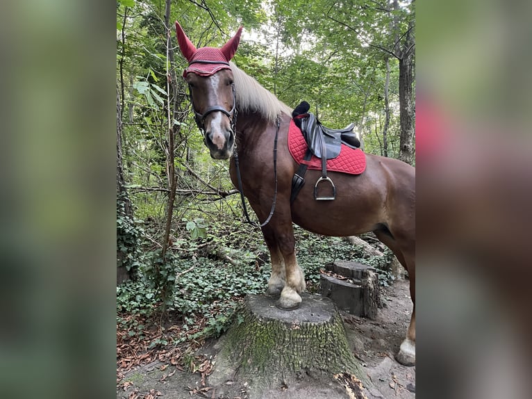 Noriker Mare 19 years 15,3 hh Chestnut-Red in Wien, Leopoldstadt