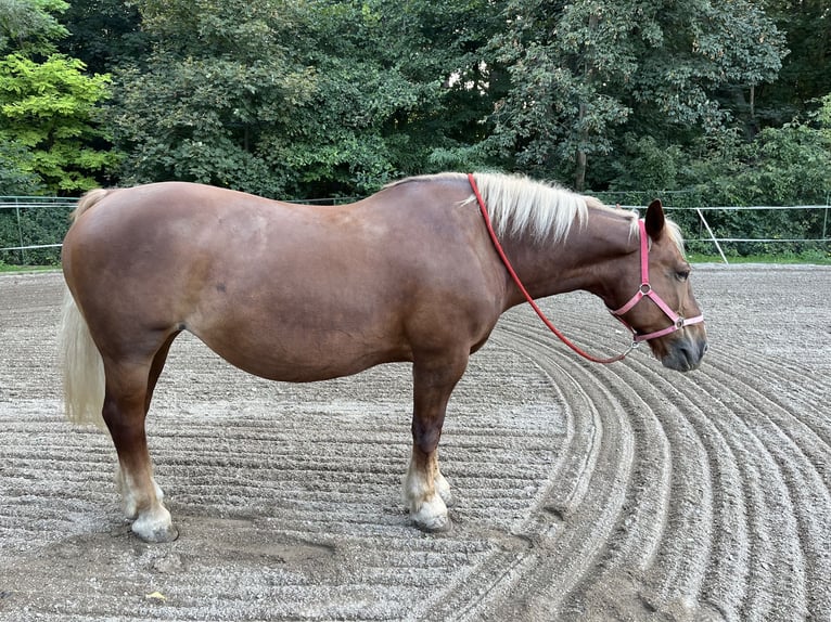 Noriker Mare 19 years 15,3 hh Chestnut-Red in Wien, Leopoldstadt