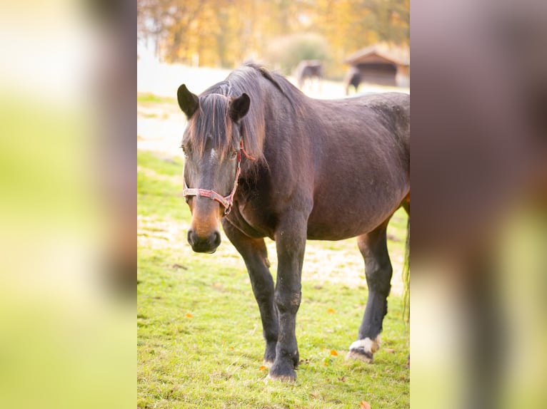 Noriker Mare 19 years 16 hh Smoky-Black in Much
