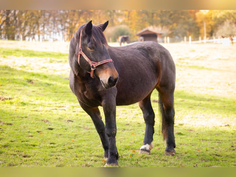 Noriker Mare 19 years 16 hh Smoky-Black in Much