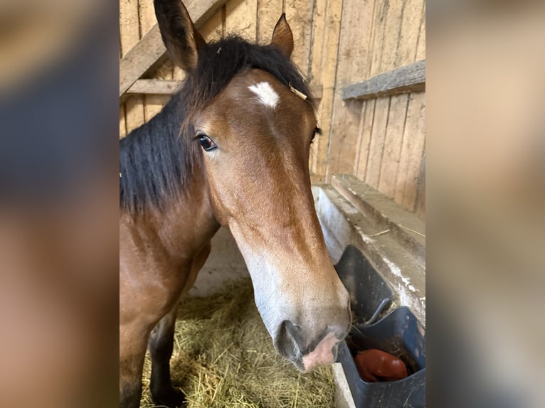 Noriker Mare 1 year 14.2 hh Brown in Alberndorf