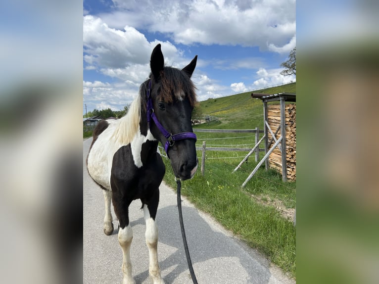 Noriker Mare 1 year 14 hh in Schwabsoien