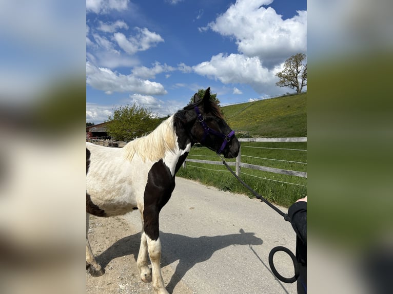 Noriker Mare 1 year 14 hh in Schwabsoien