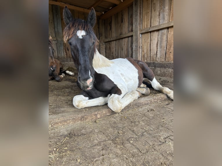 Noriker Mare 1 year 14 hh in Schwabsoien