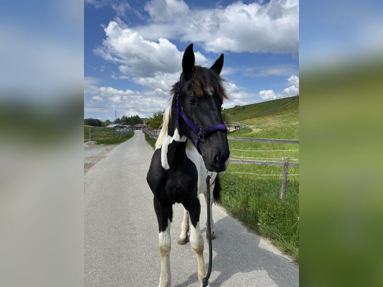 Noriker Mare 1 year 14 hh in Schwabsoien