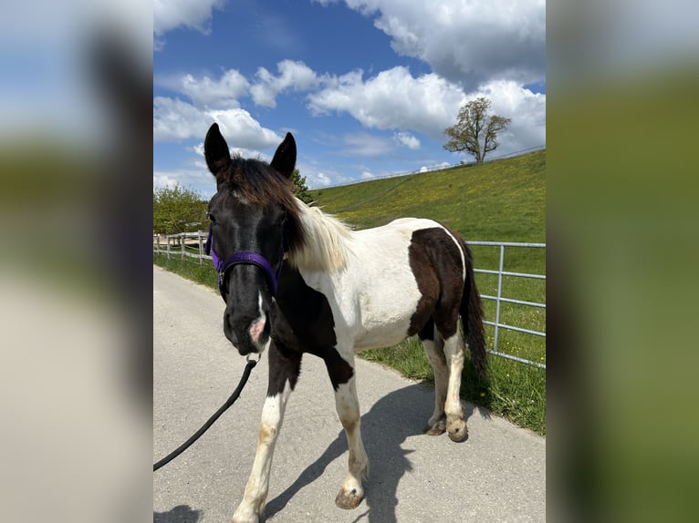 Noriker Mare 1 year 14 hh in Schwabsoien