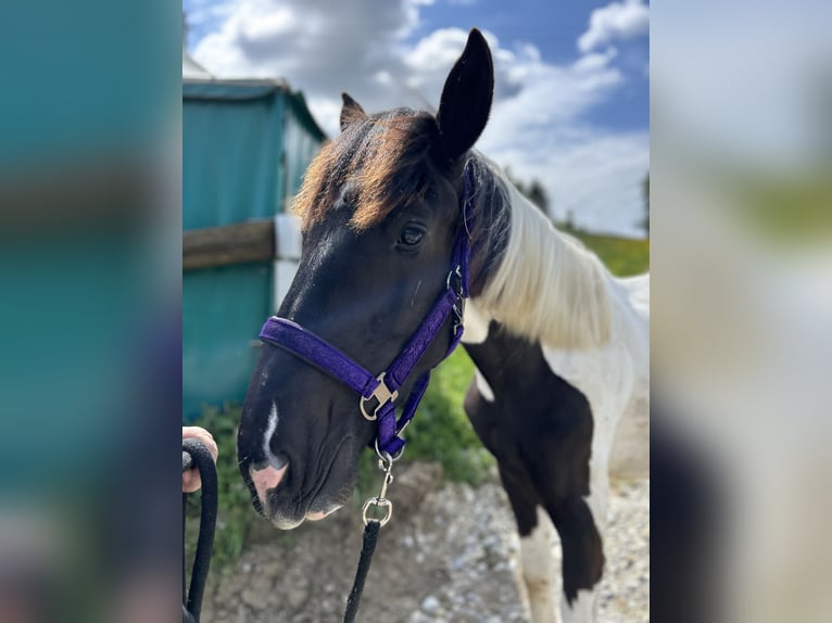 Noriker Mare 1 year 14 hh in Schwabsoien