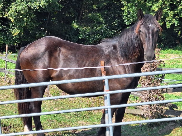 Noriker Mare 1 year 15,1 hh Black in Sierning